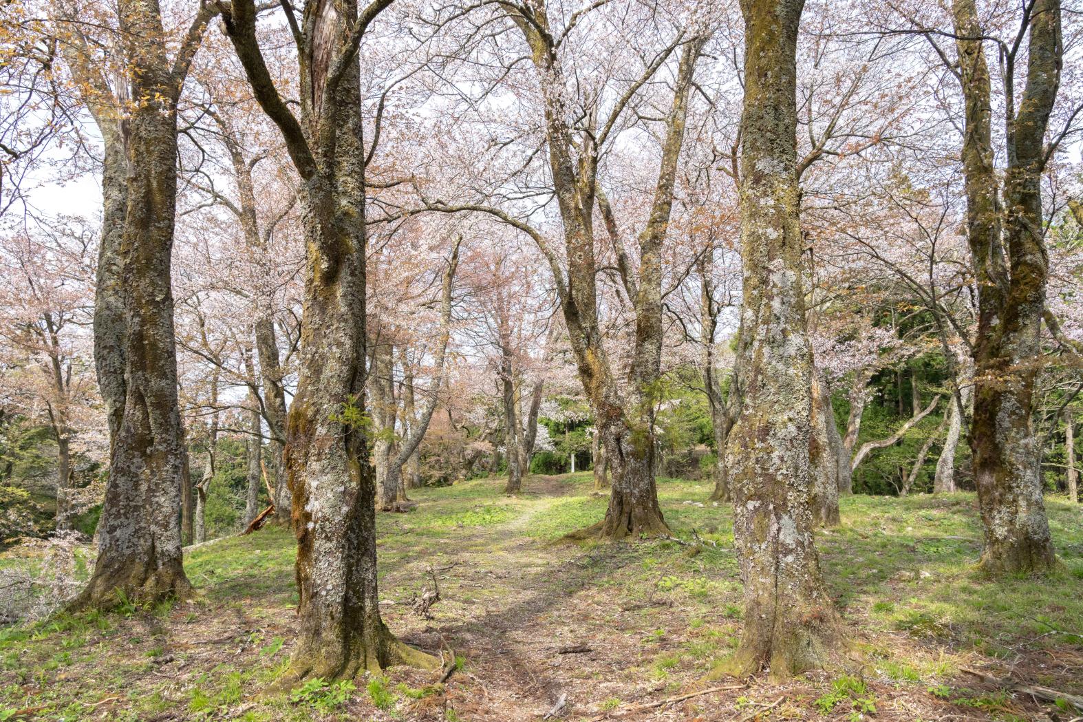 『松倉城（魚津市）』 県指定史跡-1