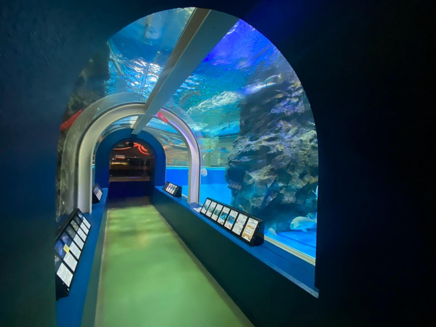 「魚ケーション」で叶える、心と体のリフレッシュ-2