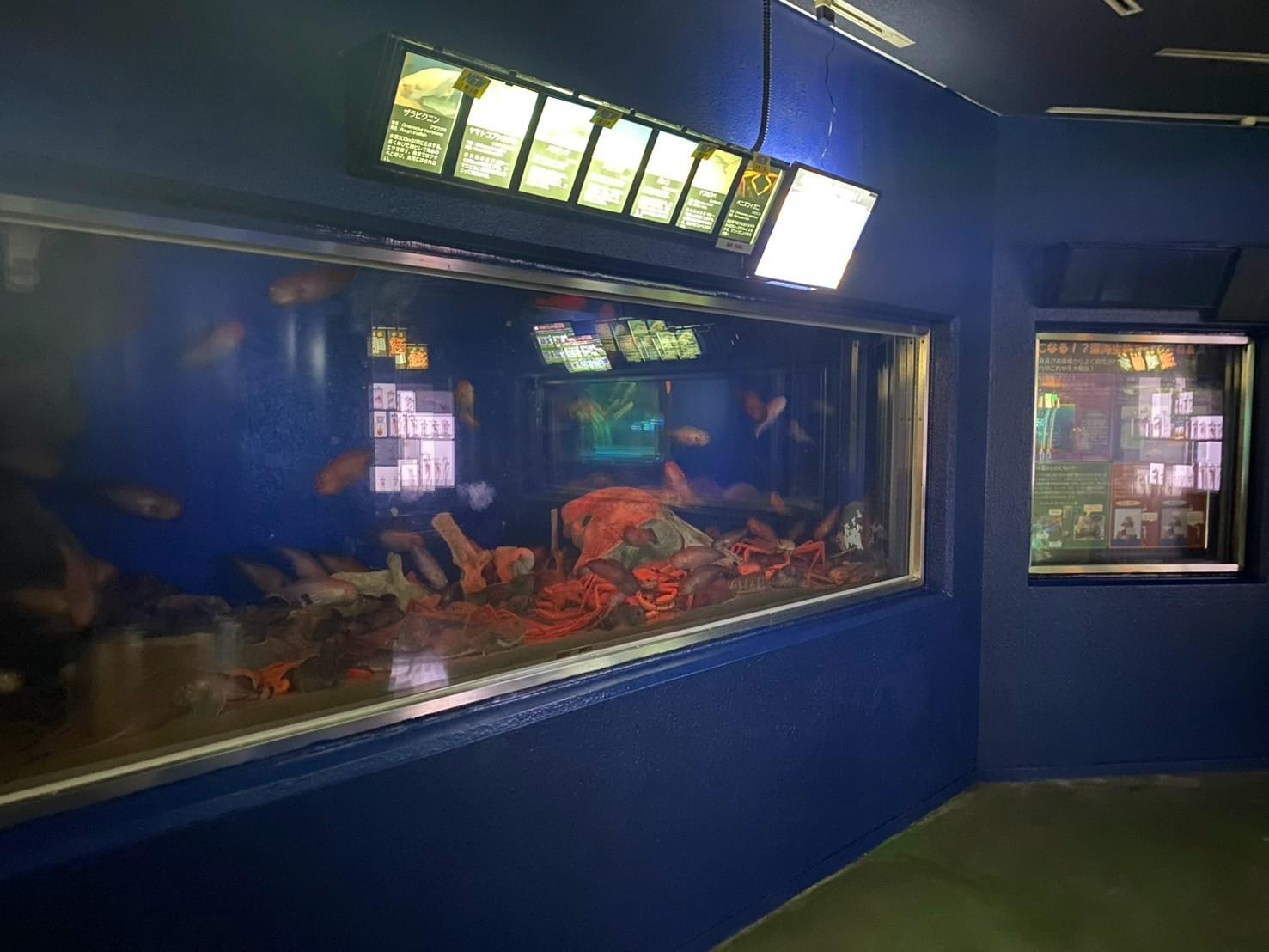 「魚ケーション」で叶える、心と体のリフレッシュ-1