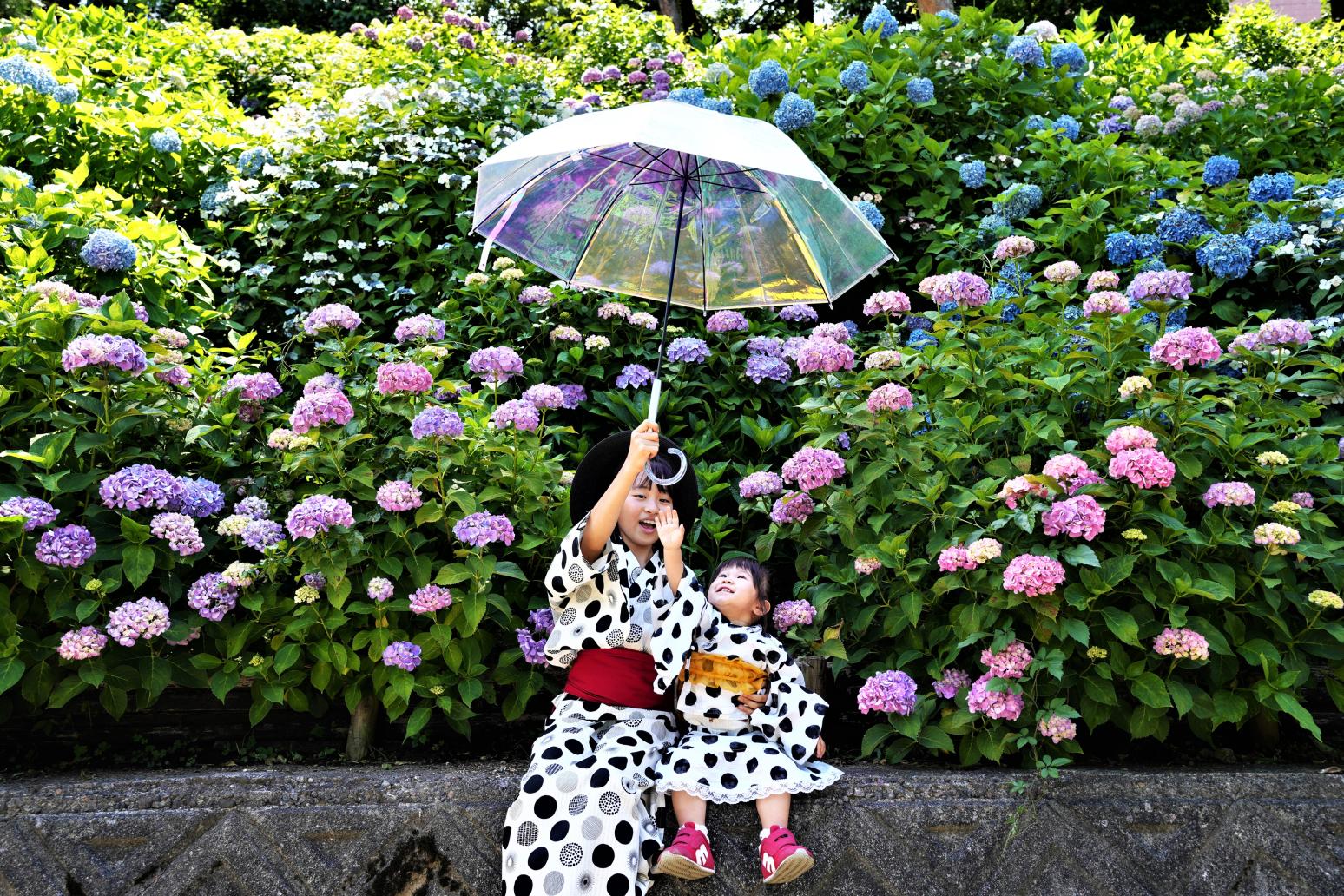 富山県のあじさいスポット言えばここ！「富山市ファミリーパーク」と「県民公園 太閤山ランド」に行ってみた！
