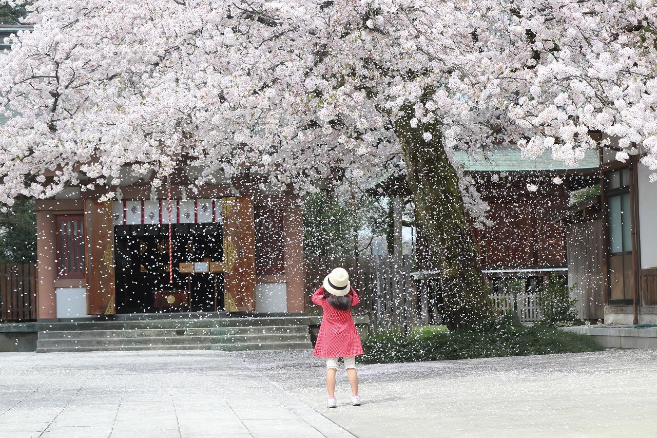 子供たちもワクワク！毎月第一日曜日開催「護国神社　のみの市」で四季を感じる！