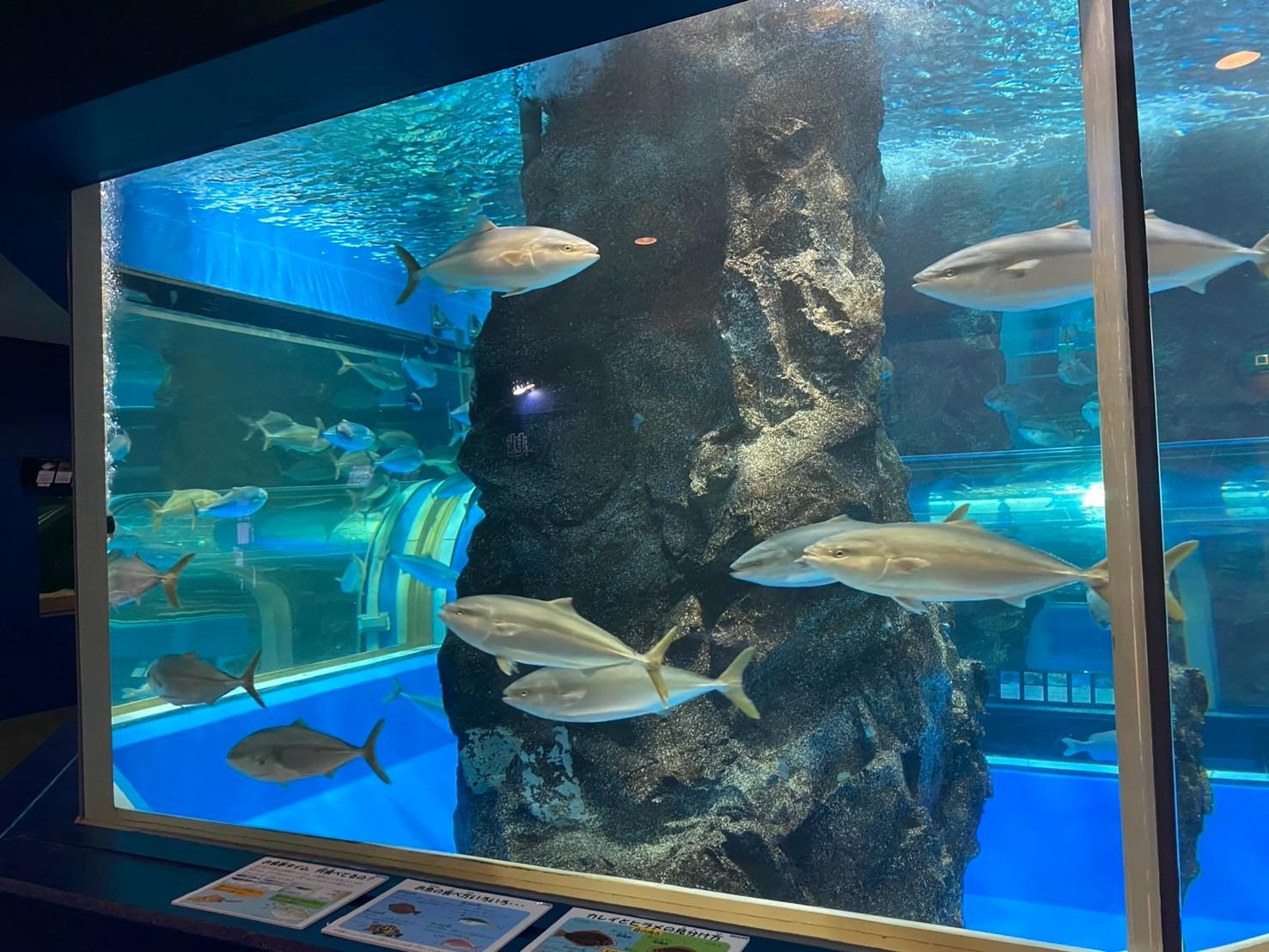 「魚津水族館」がコワーキングスペースに！観光×テレワークを楽しもう！