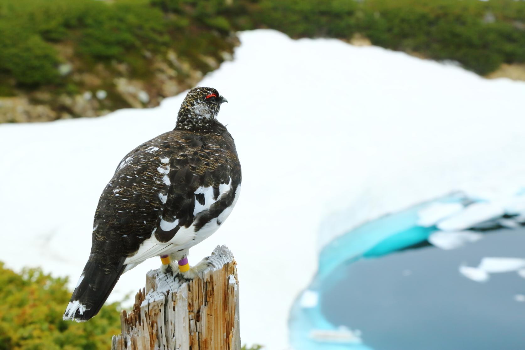 「雷鳥」に会いに行こう！絶滅危惧種の特別天然記念物「雷鳥」の生態に迫る！-1