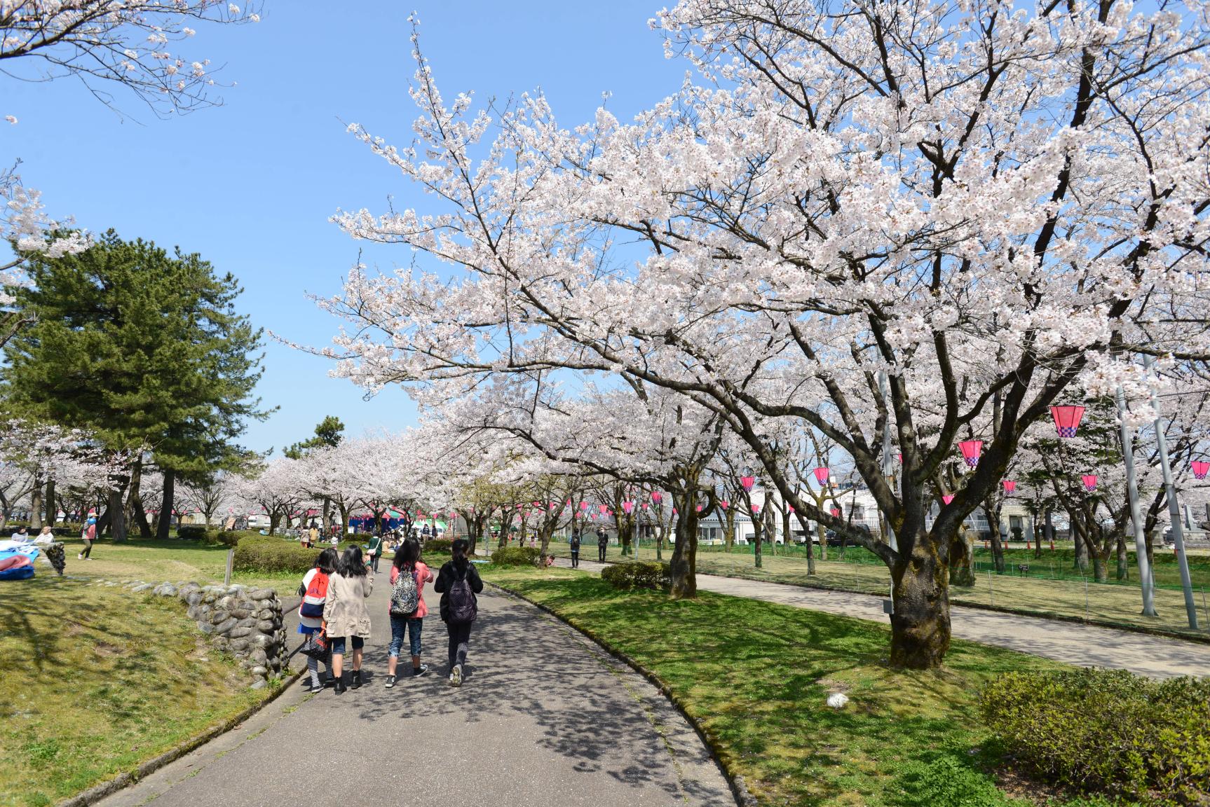 魚津市内有数のお花見スポット！