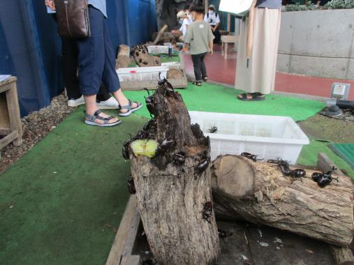 立山自然ふれあい館（昆虫王国立山）-0