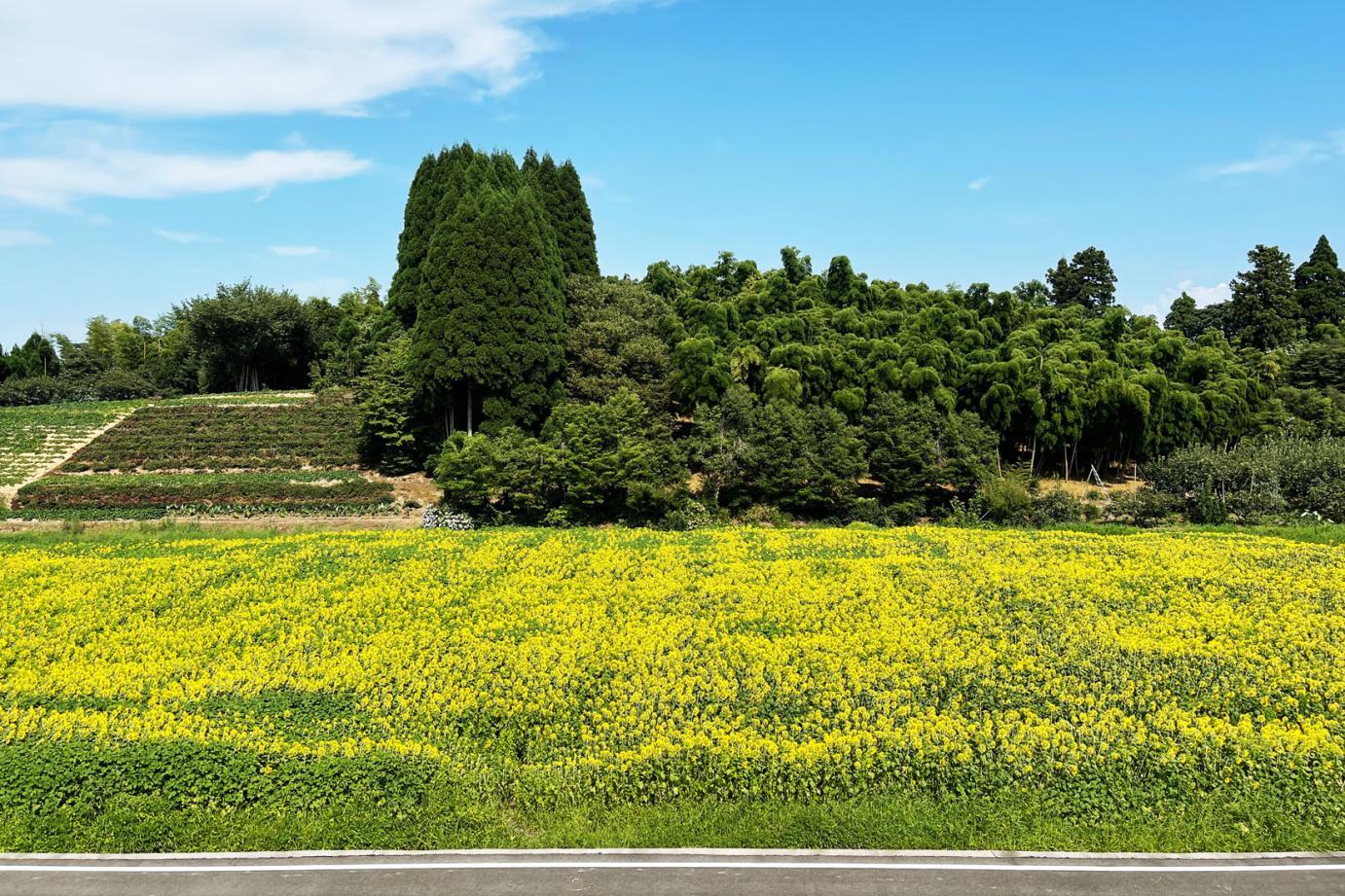 富山県立大学　ひまわり畑-1