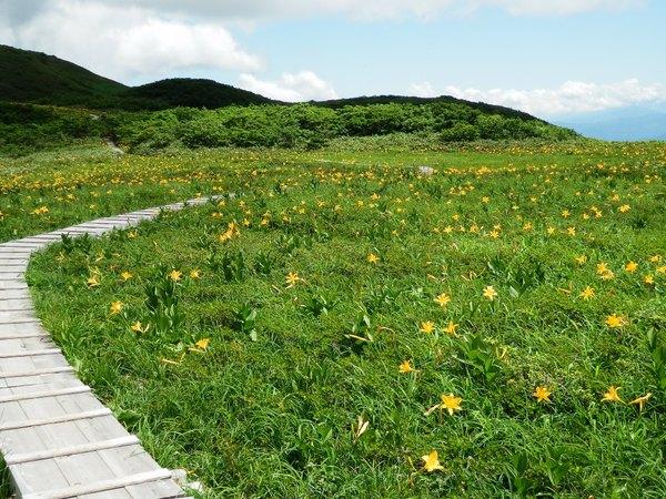 白木峰頂上は緑の草原にお花畑が続きます
