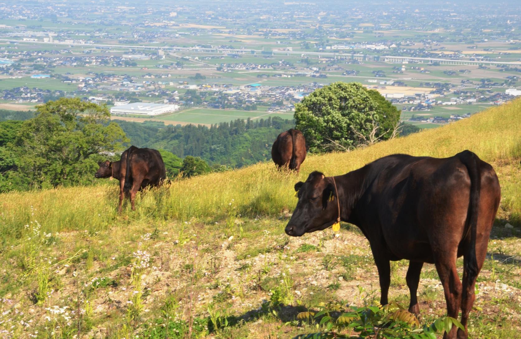 稲葉山牧野-7