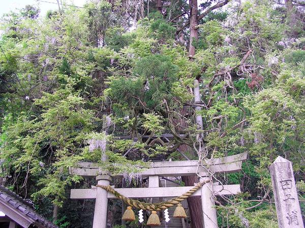 藤波神社-3