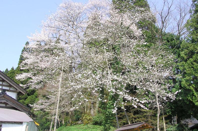 駒つなぎ桜