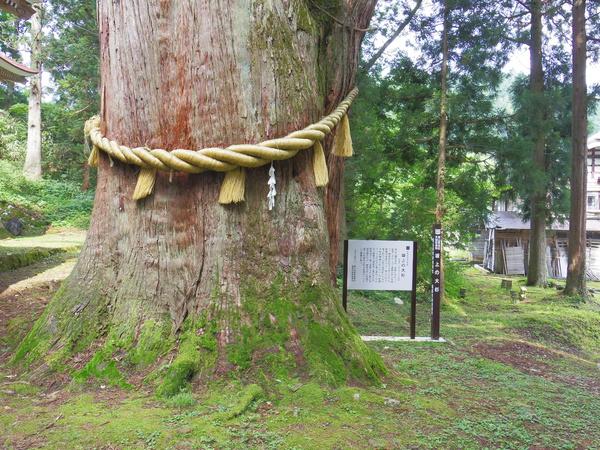 霊験あらたかな杉の巨木