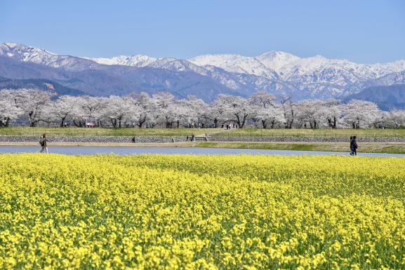 あさひ舟川「春の四重奏」 / 舟川べり桜並木-9