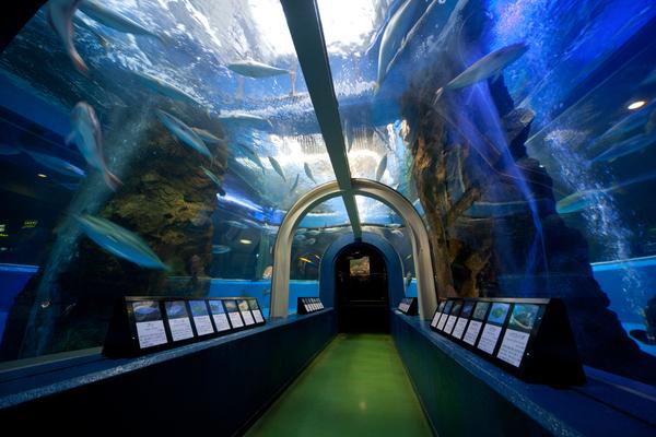 魚津水族館-1