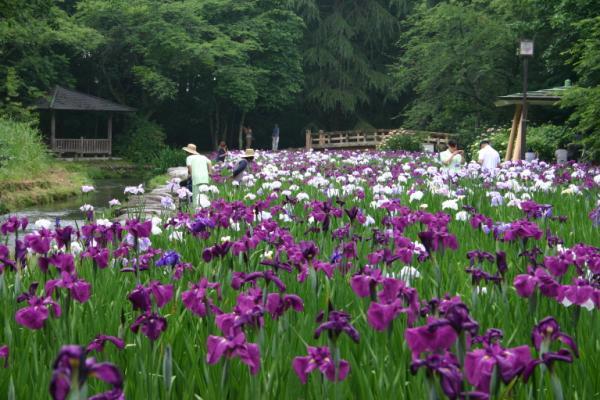 花菖蒲が一面に広がる公園です