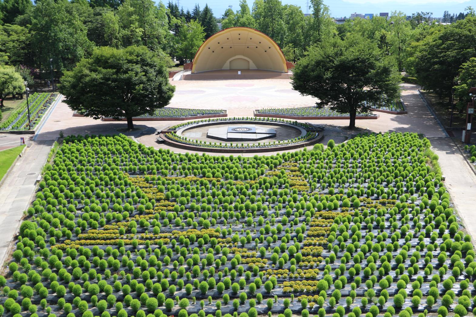 砺波チューリップ公園 コキアの大花壇-3