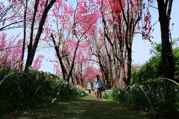 花の森･天神山ガーデン-1